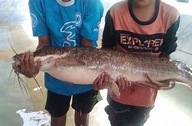 Foto Ikan Lele Terbesar